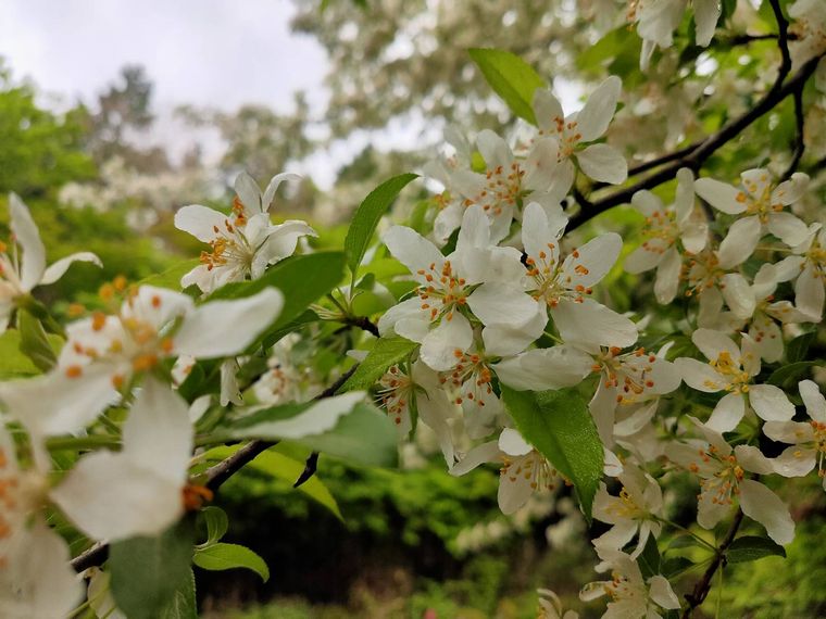 ズミの花