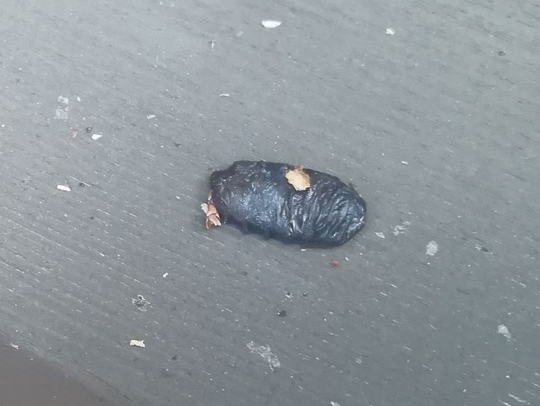 幼虫の死骸