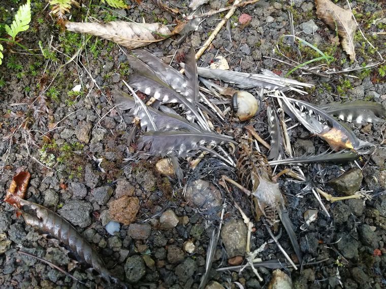 アオゲラ白骨死体