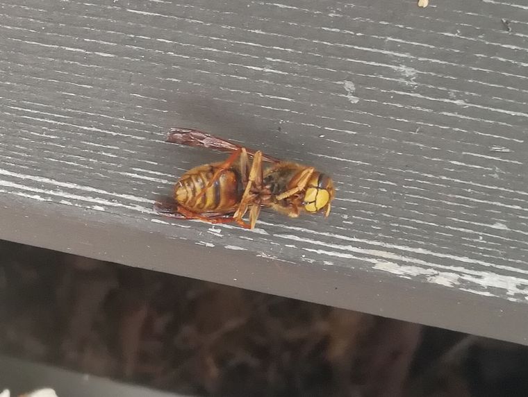 スズメバチの死骸