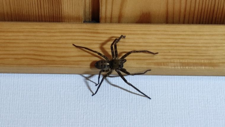 アシダカグモ