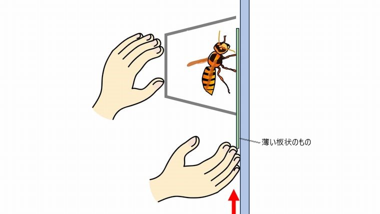 カップでスズメバチを捕獲