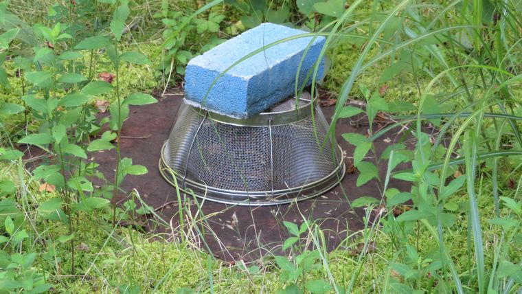スズメバチの巣穴にザルをかぶせた