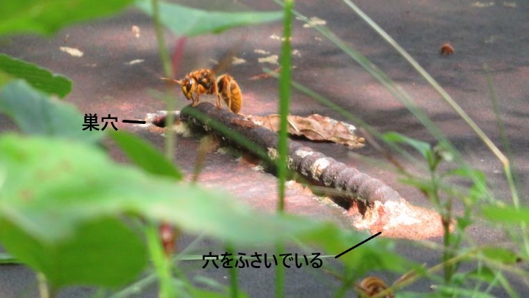 取っ手の穴から出入りするスズメバチ