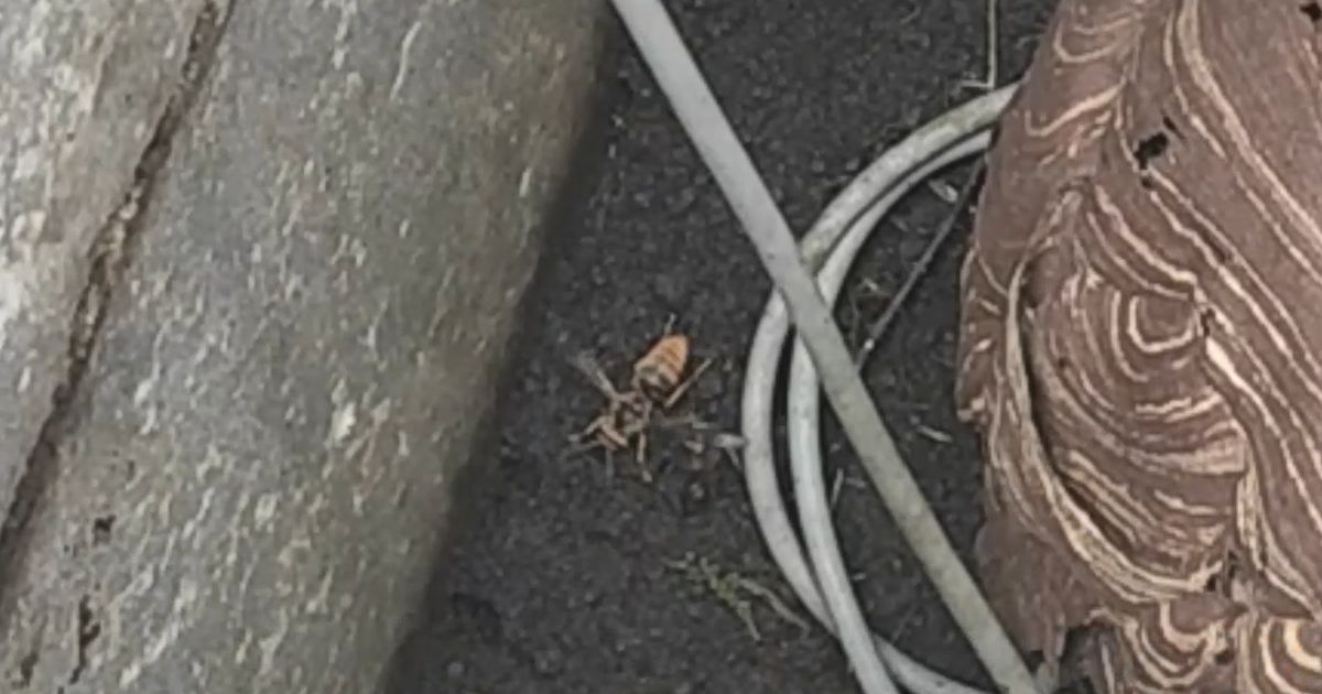 生き残っていたスズメバチ
