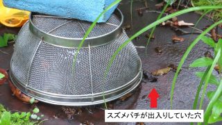スズメバチの出入口がむきだしに