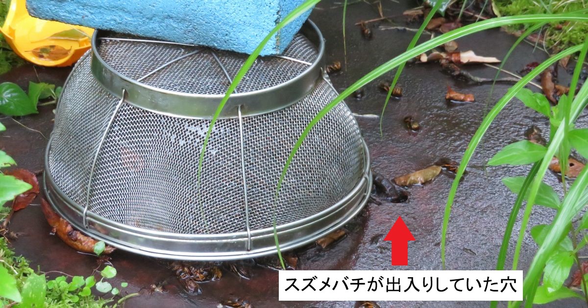 スズメバチの出入口がむきだしに