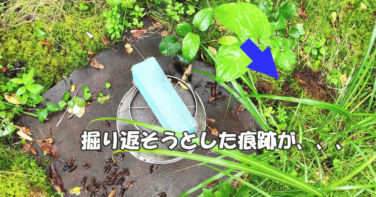 掘り返した痕跡