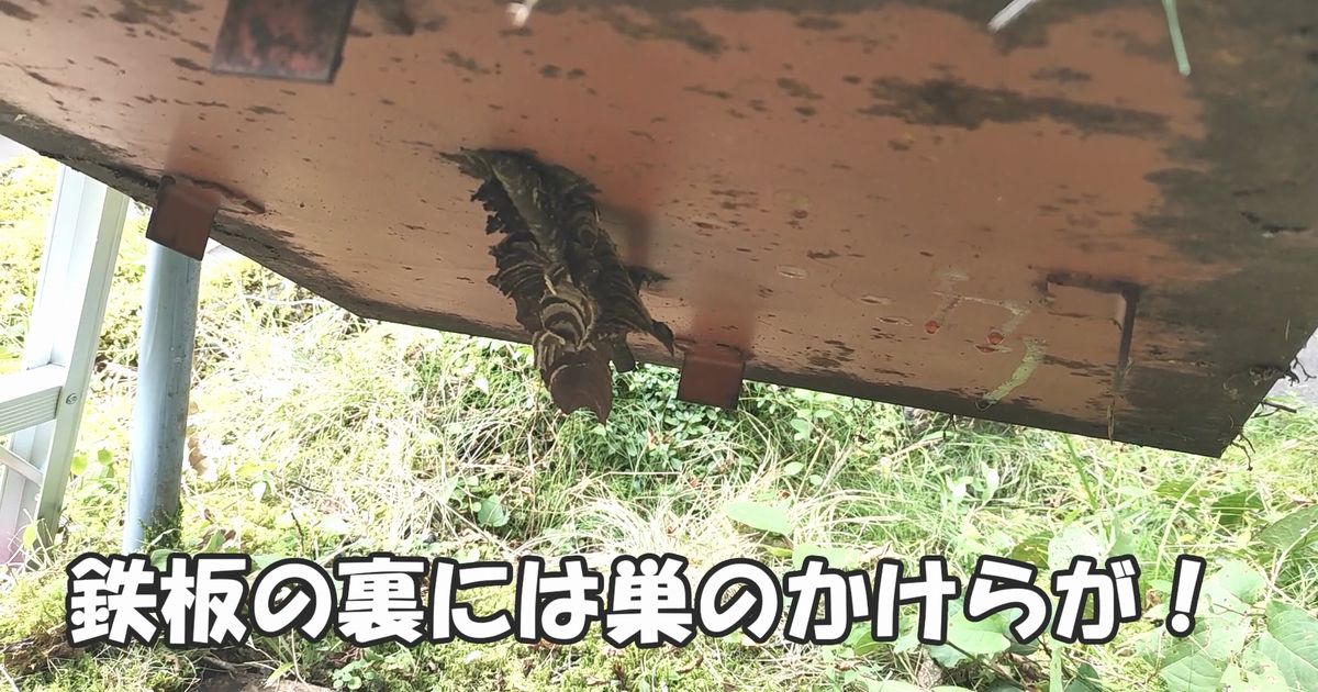 鉄板の裏のスズメバチ巣のカケラ