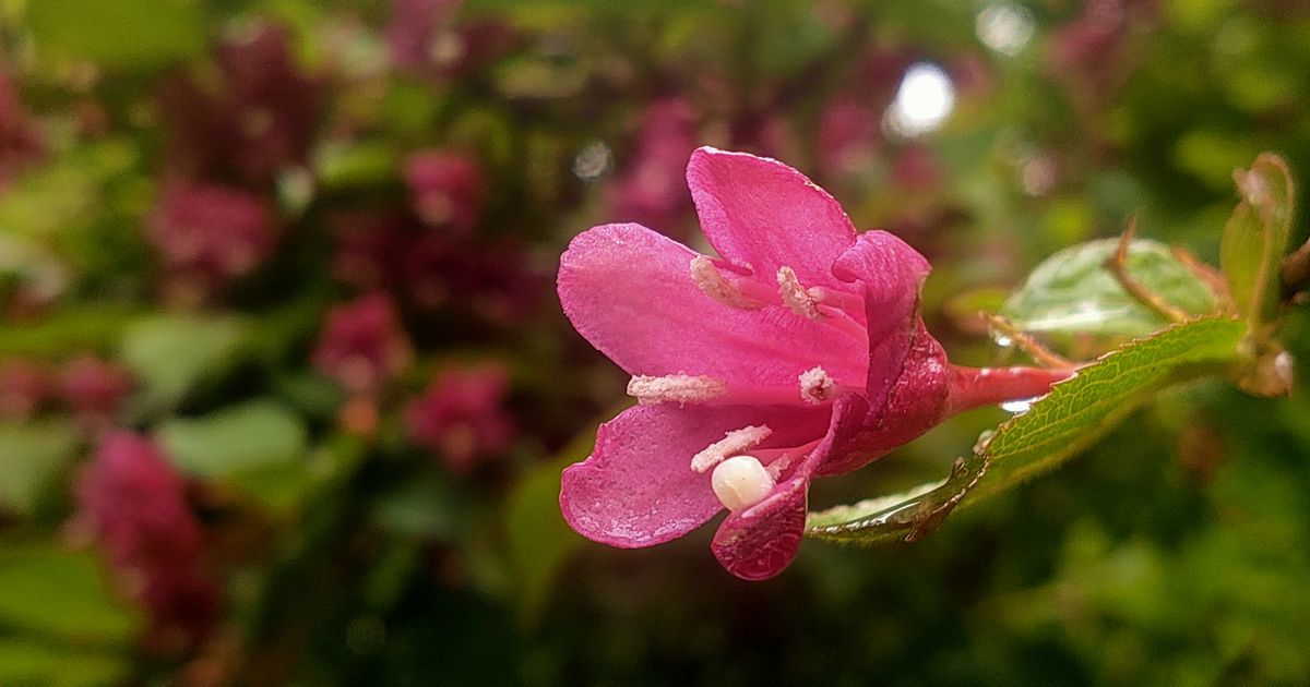 fujibeniutugi