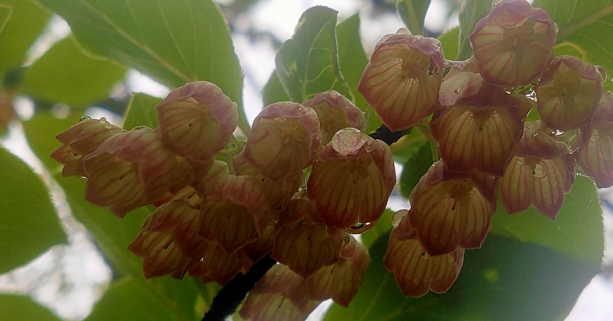 sarasadoudan